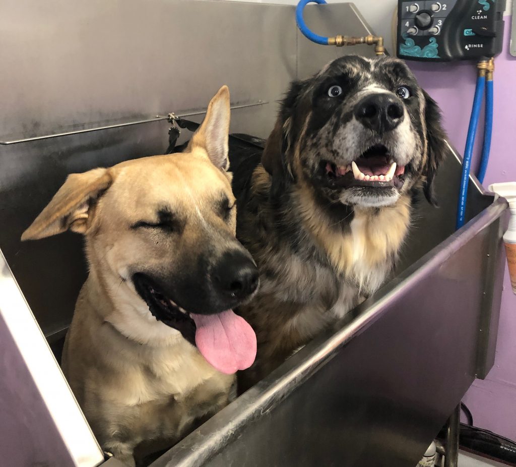 dogs getting washed during their dog grooming in colorado springs